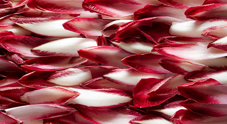 Chicory red